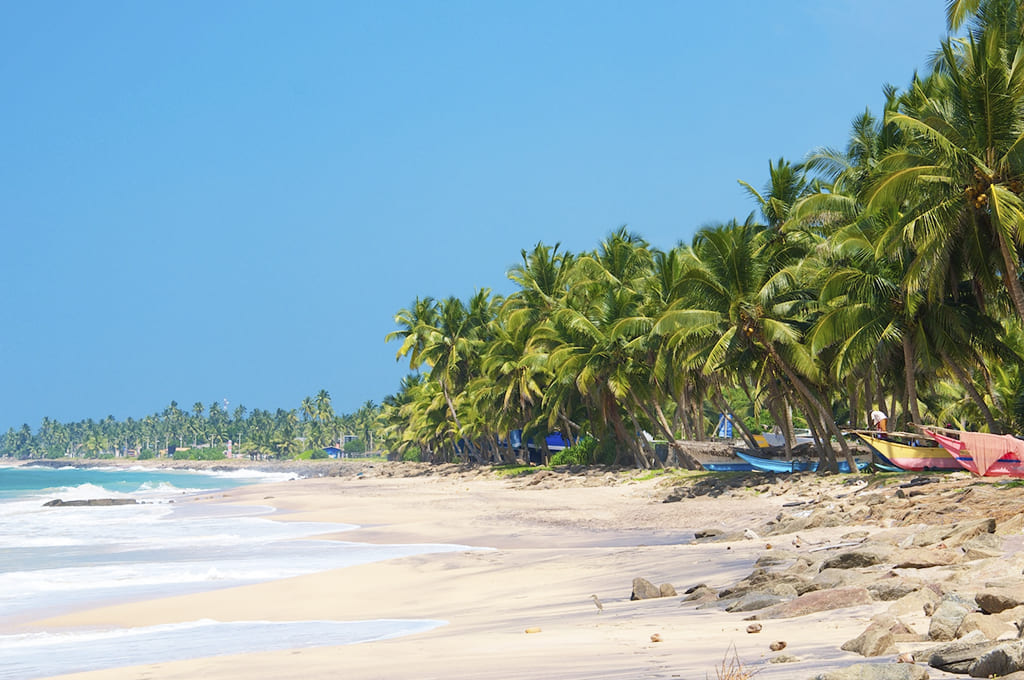 отдых на шри ланке